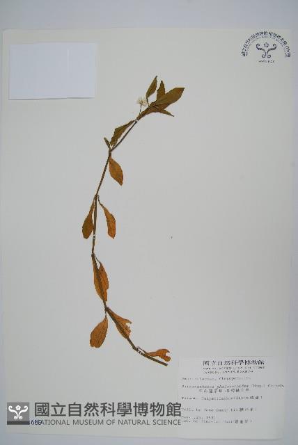 空心蓮子草藏品圖，第1張