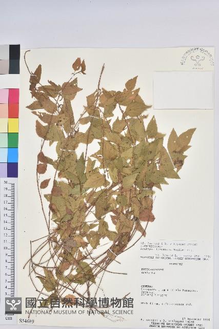 登錄號:S054689藏品圖，第1張