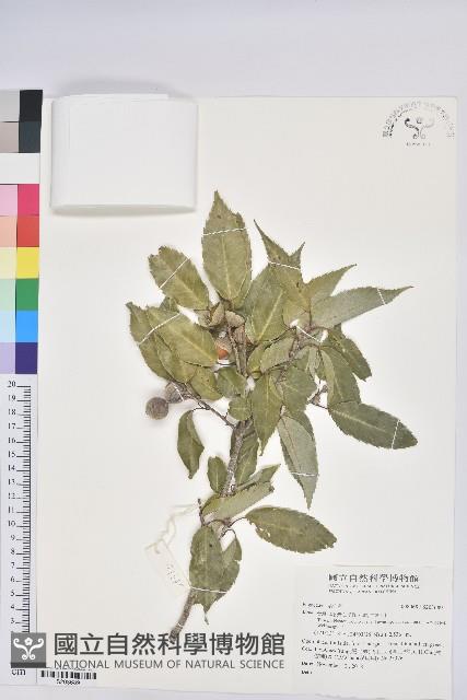 登錄號:S203689藏品圖，第1張