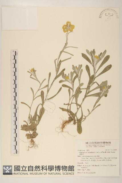 鼠麴草藏品圖，第1張