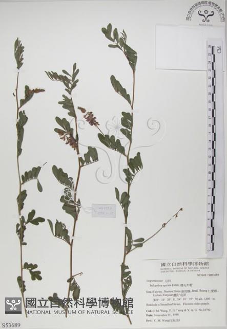 穗花木藍藏品圖，第1張