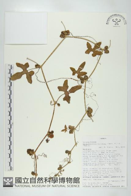 登錄號:S093689藏品圖，第1張