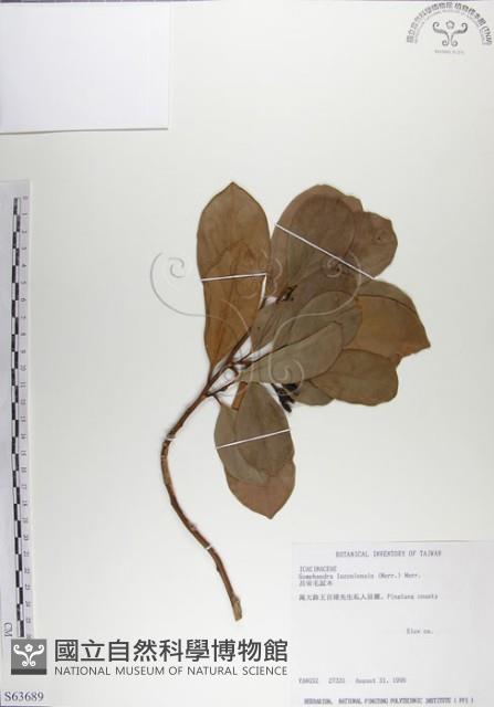 呂宋毛蕊木藏品圖，第1張