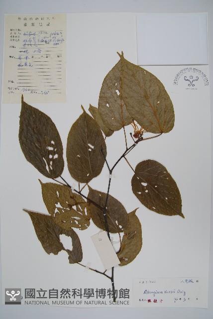 長毛八角楓藏品圖，第1張