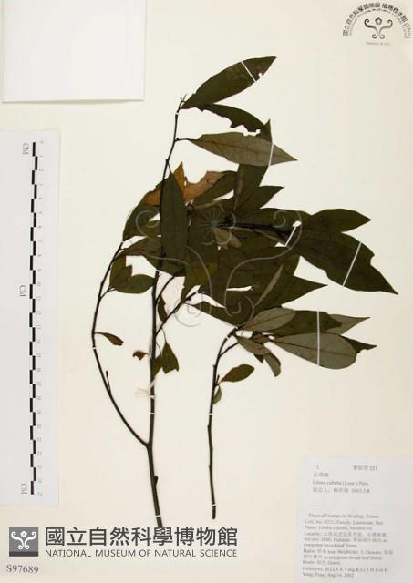 山胡椒藏品圖，第1張