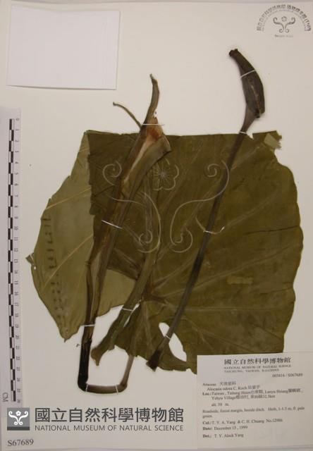 姑婆芋藏品圖，第1張