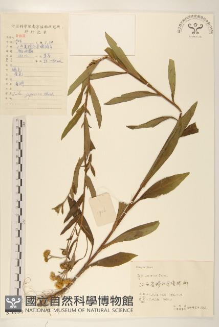 旋覆花藏品圖，第1張