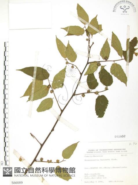 小構樹藏品圖，第1張