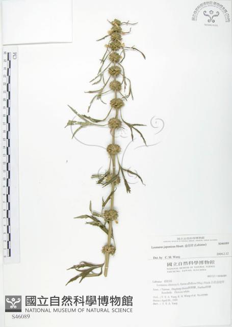 益母草藏品圖，第1張