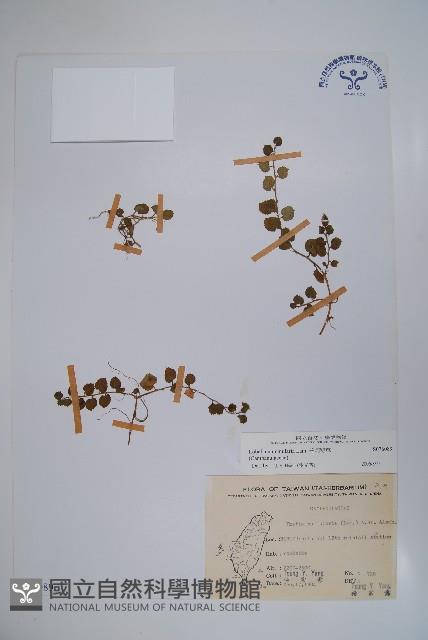 普刺特草藏品圖，第1張