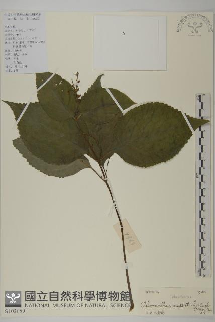 多穗金粟蘭藏品圖，第1張
