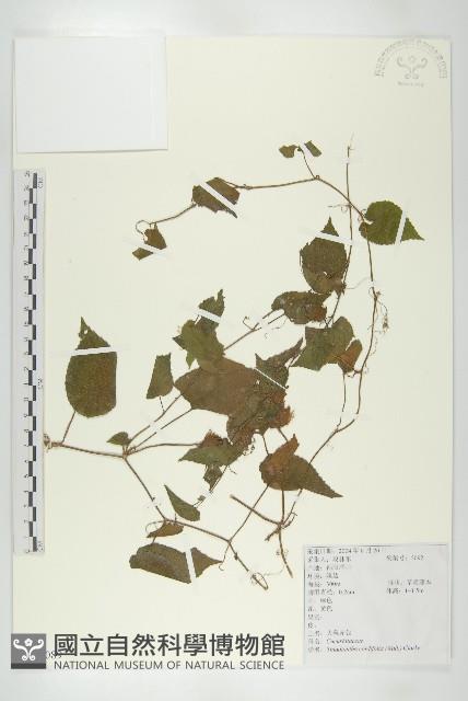 大苞赤瓟藏品圖，第1張