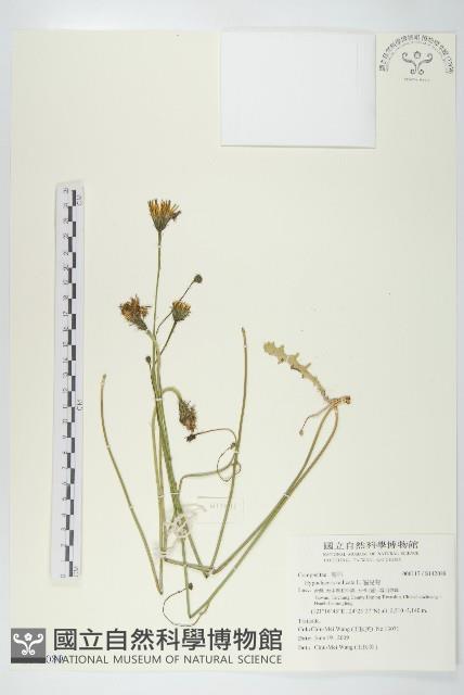 貓兒菊藏品圖，第1張