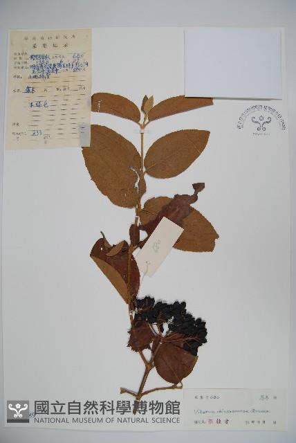 枇杷葉莢迷藏品圖，第1張