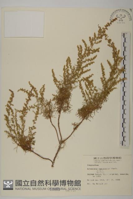 Mosquito wormwood Collection Image, Figure 1, Total 2 Figures