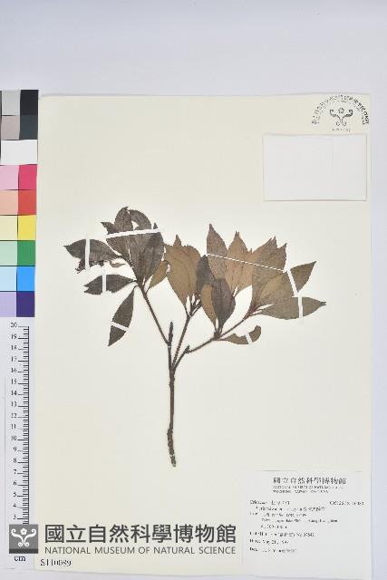 臺灣馬醉木藏品圖，第1張