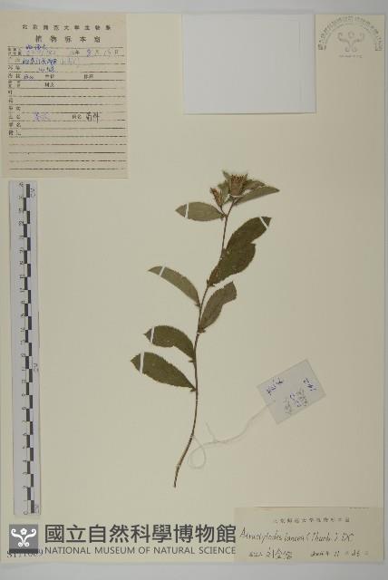 蒼朮、茅朮藏品圖，第1張