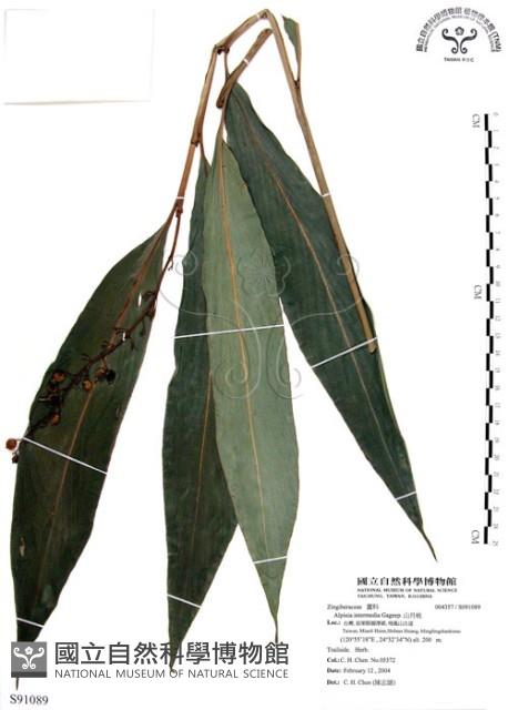 山月桃藏品圖，第1張