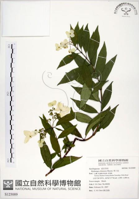 華八仙藏品圖，第1張