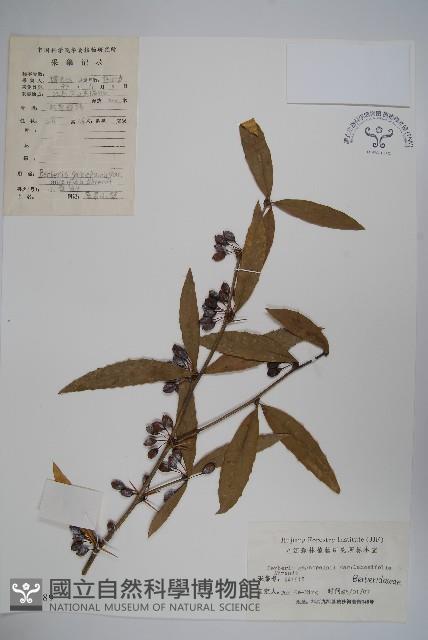 藍果小檗藏品圖，第1張