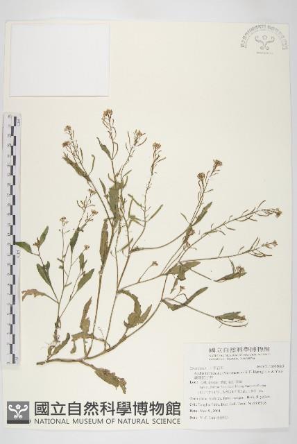 臺灣筷子芥藏品圖，第1張