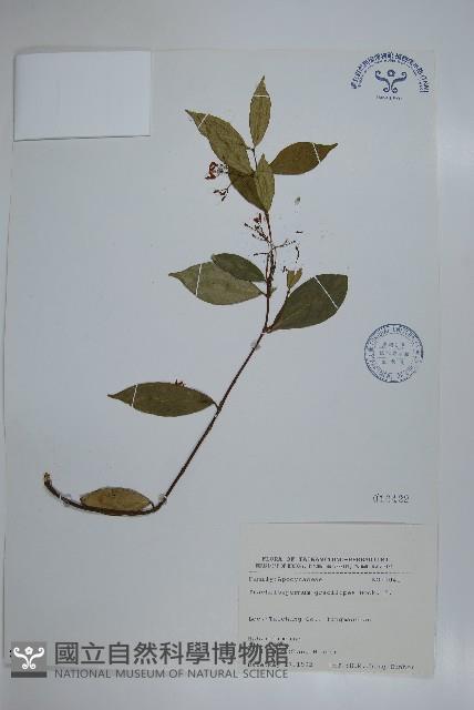 細梗絡石藏品圖，第1張