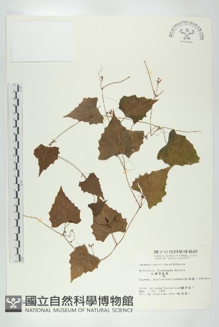 臺灣馬交兒藏品圖，第1張