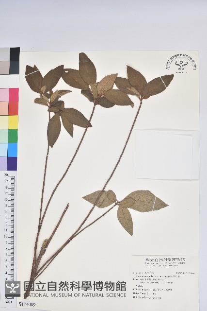 埔里杜鵑藏品圖，第1張