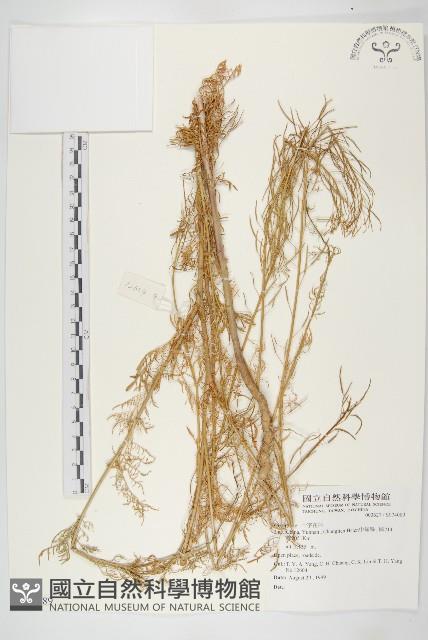 登錄號:S074089藏品圖，第1張