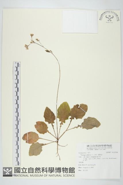 黃鵪菜藏品圖，第1張