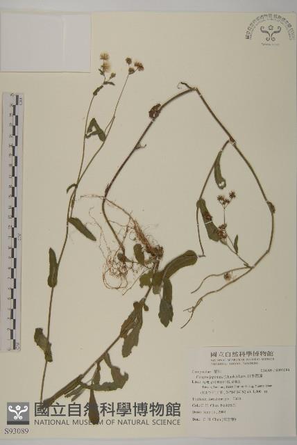 日本假蓬藏品圖，第1張
