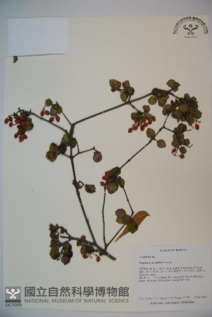 小葉莢迷藏品圖，第1張