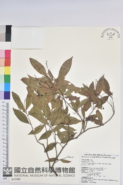 密花五月茶藏品圖，第1張