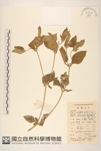 金腰箭藏品圖，第1張