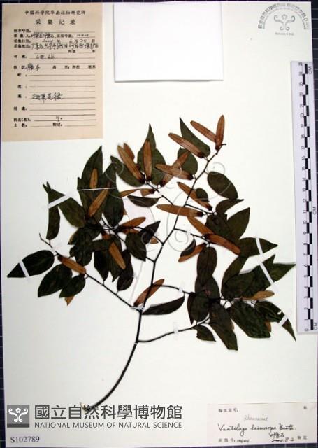 光果翼核木藏品圖，第1張