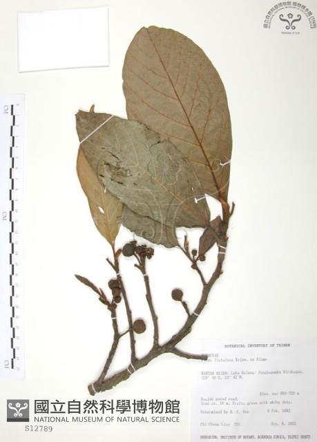 豬母乳、水同木藏品圖，第1張