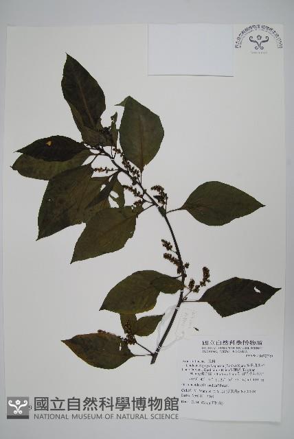 多子漿果莧藏品圖，第1張