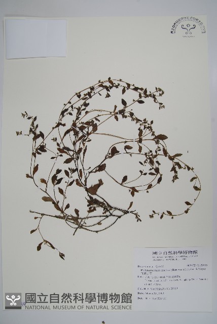 細纍子草藏品圖，第1張