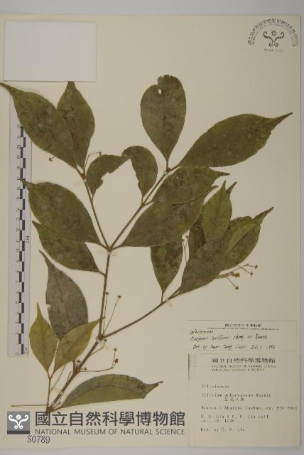 大丁黃藏品圖，第1張