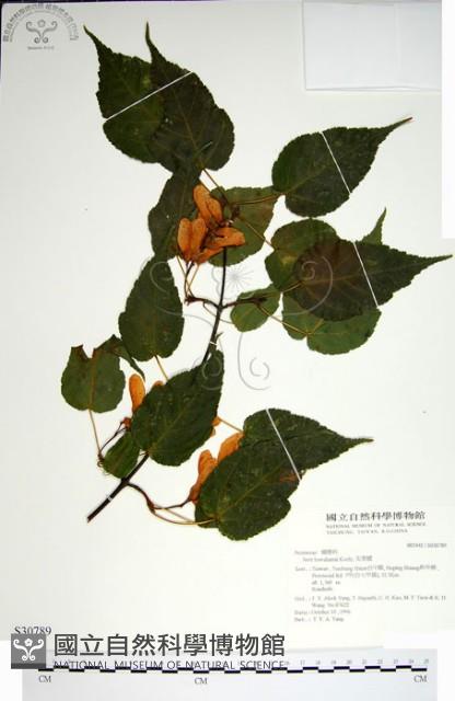 尖葉槭藏品圖，第1張