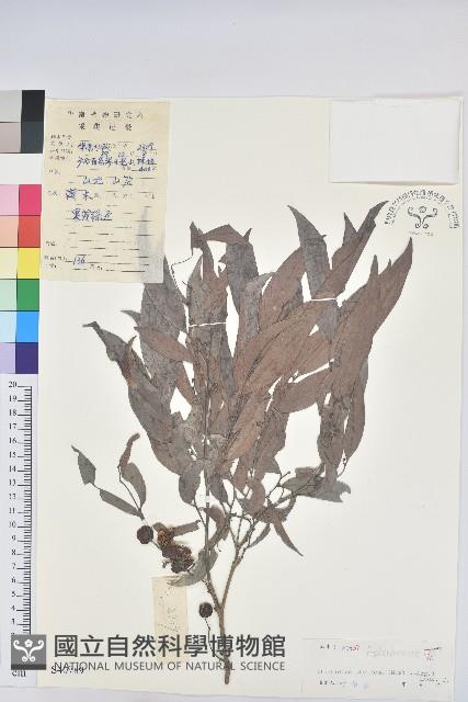 長柱算盤子藏品圖，第1張