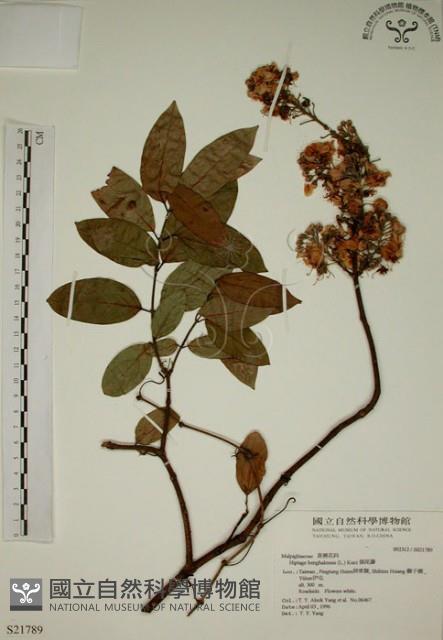 猿尾藤藏品圖，第1張