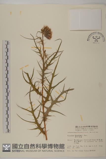 塔塔加薊藏品圖，第1張