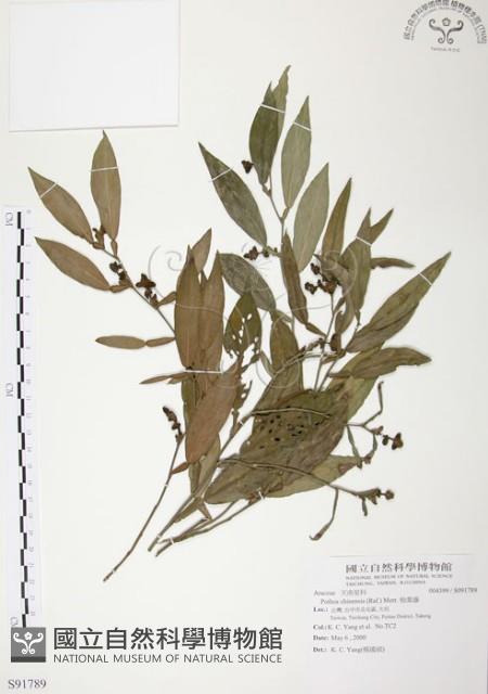 柚葉藤藏品圖，第1張