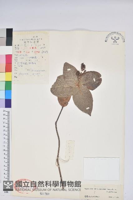 紅梗越橘藏品圖，第1張