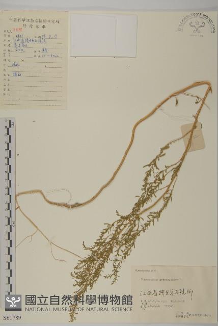 臭杏、土荊芥藏品圖，第1張