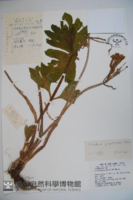 蓮子藨藏品圖，第1張