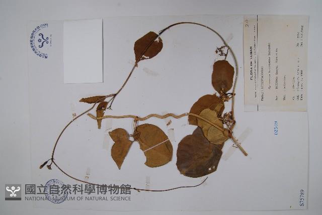 蘭嶼牛皮消、蘭嶼白薇藏品圖，第1張