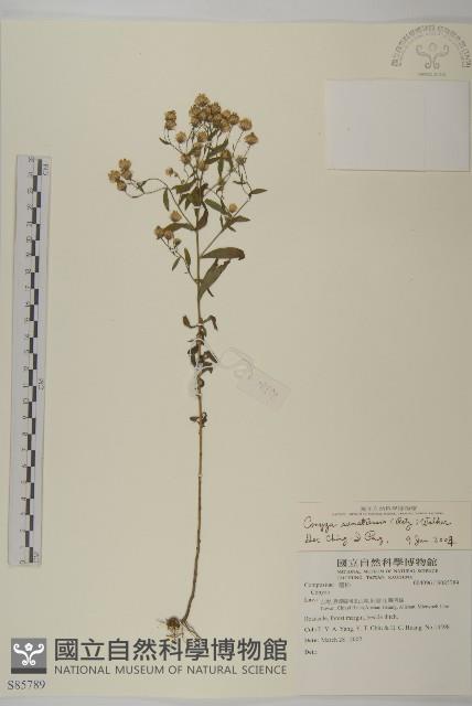 野茼蒿藏品圖，第1張