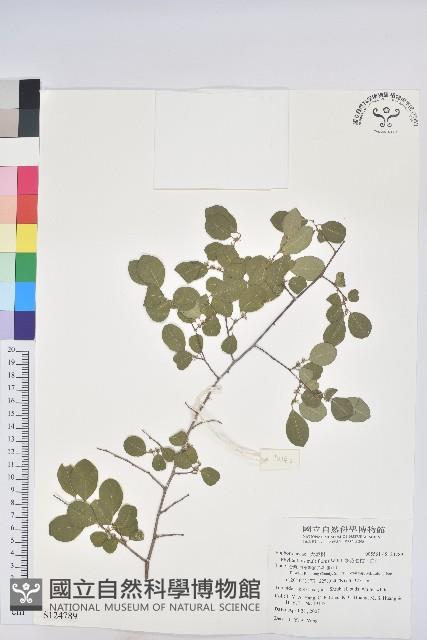 多花油柑、白仔藏品圖，第1張